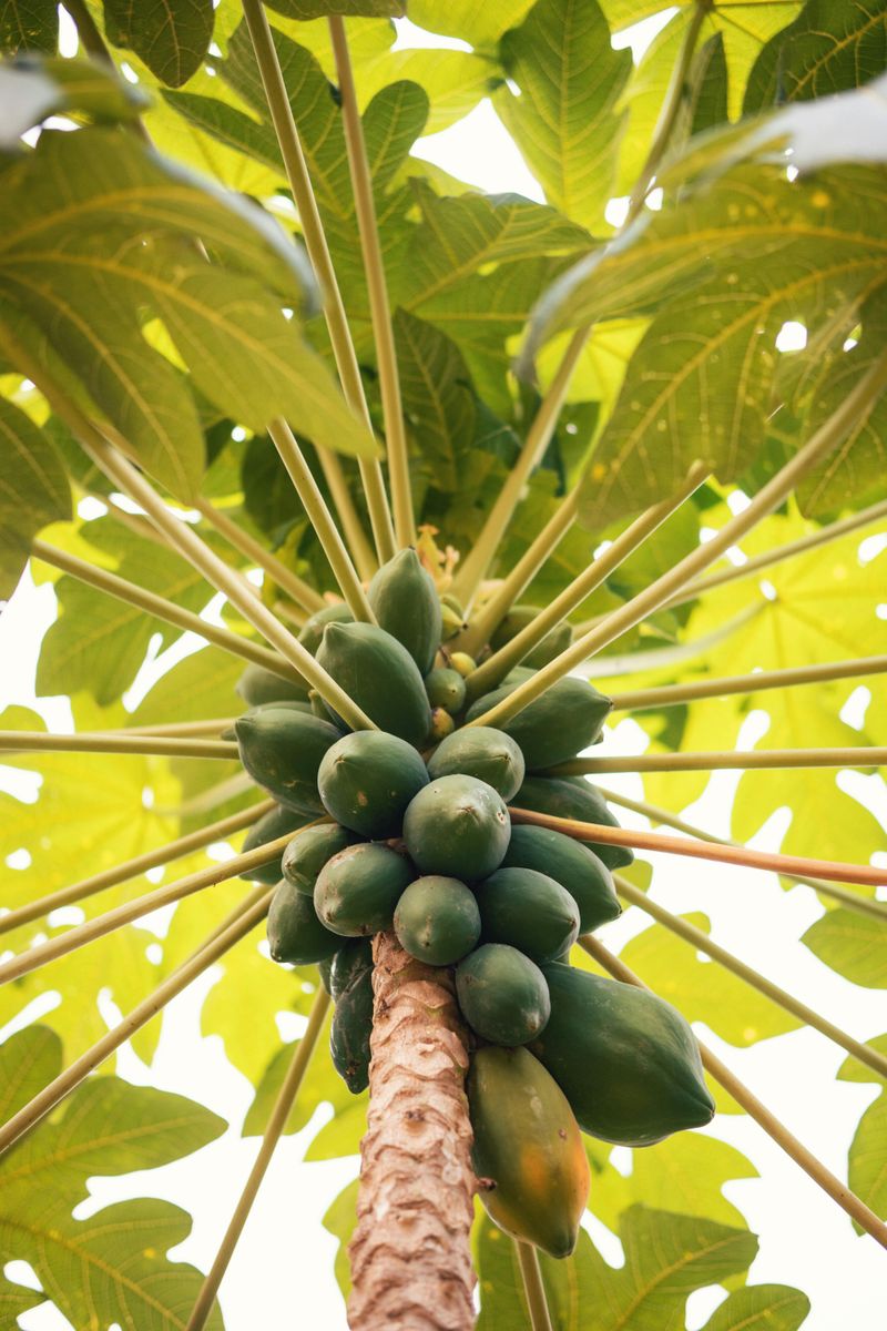 Papaya