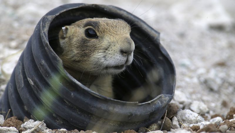 Stay Informed About Local Regulations And Conservation