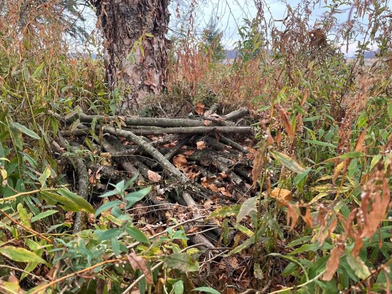 Eliminate Brush Piles And Debris That Provide Shelter