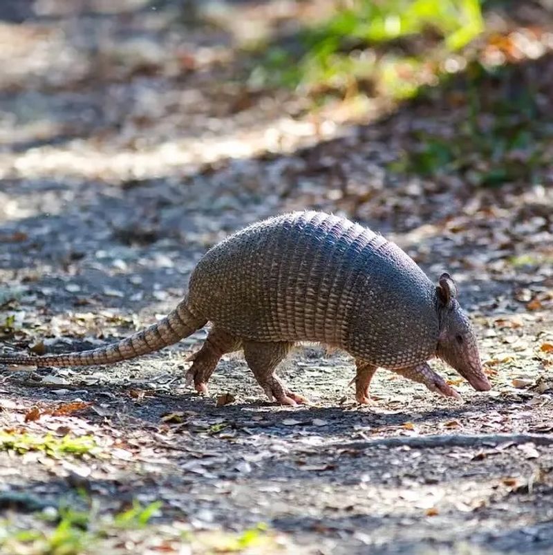 Contact A Wildlife Professional If The Problem Persists