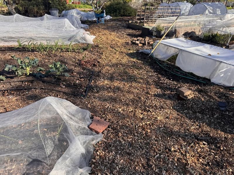 Clean Up Beds Without Removing Protective Mulch