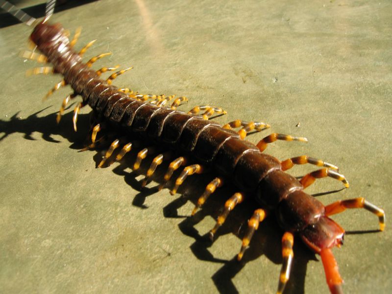 Giant Desert Centipede (Rare Introductions Indoors)