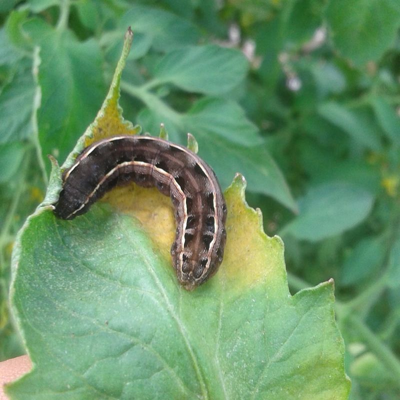 Cutworms