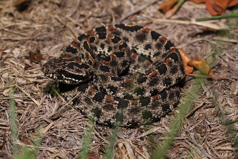Pygmy Rattlesnake