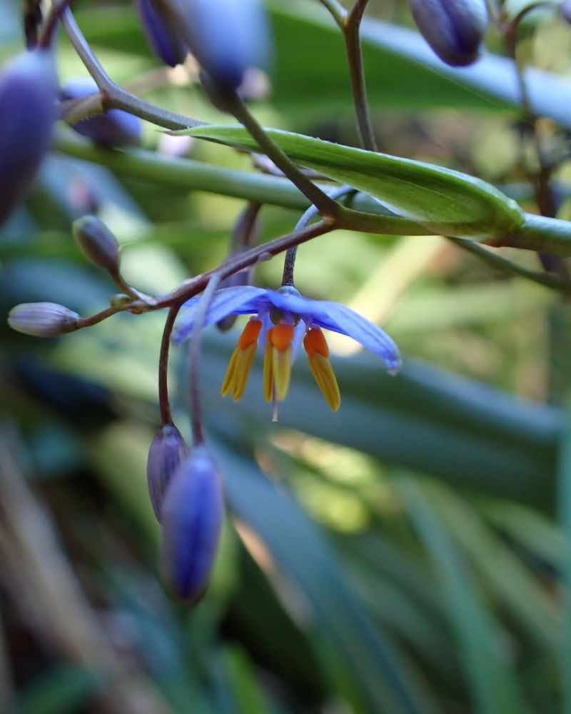 Dianella