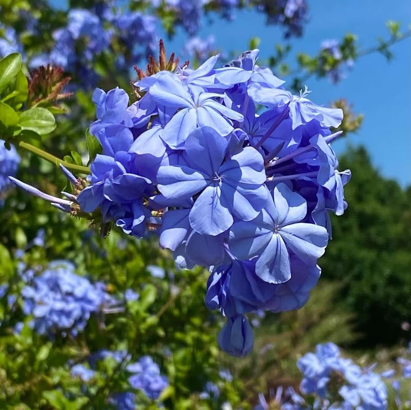 Blue Plumbago