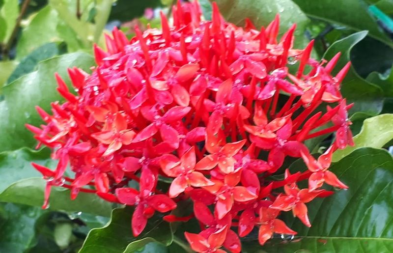 Ixora