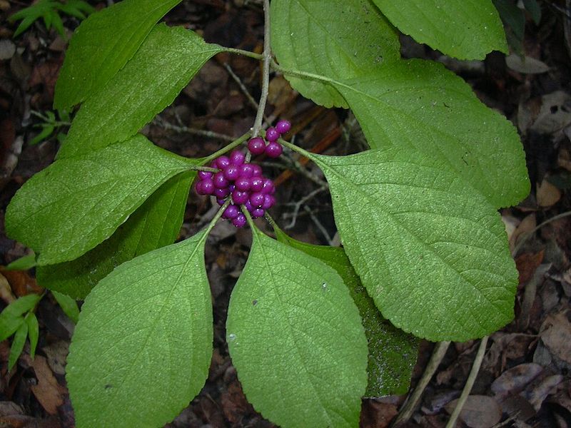 Beautyberry