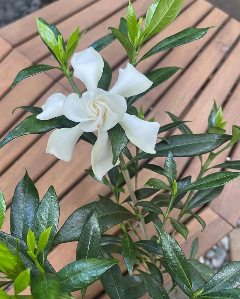 Dwarf Gardenia (Cold Hardy Cultivars)