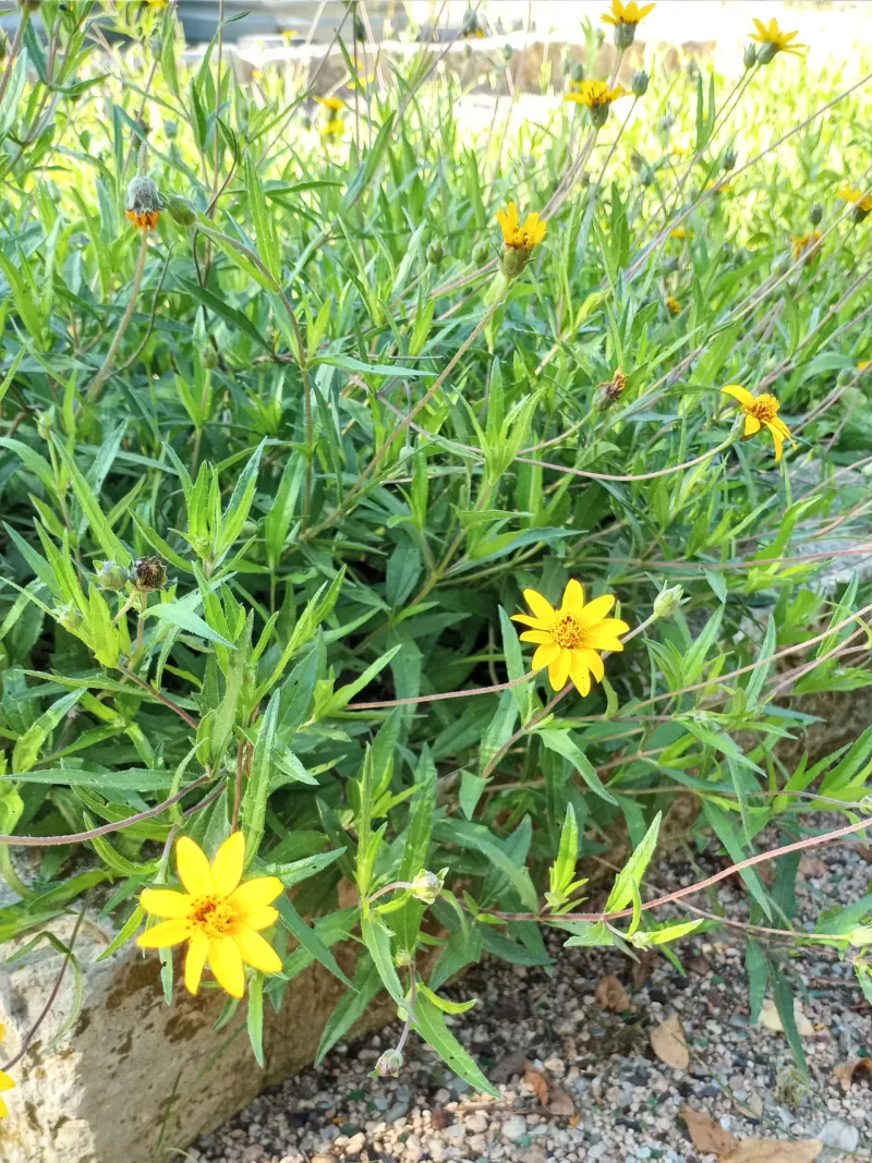 Zexmenia (Wedelia Texana)
