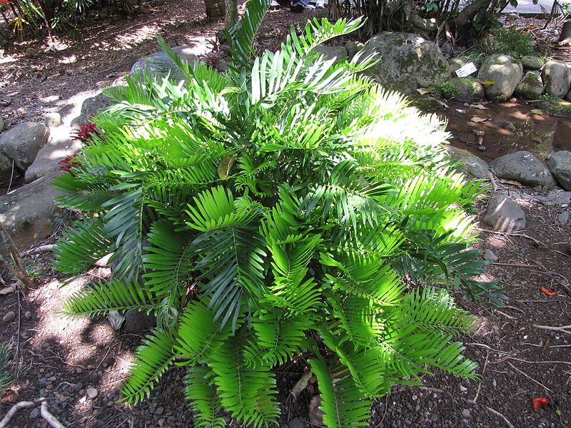 Coontie (Zamia integrifolia)