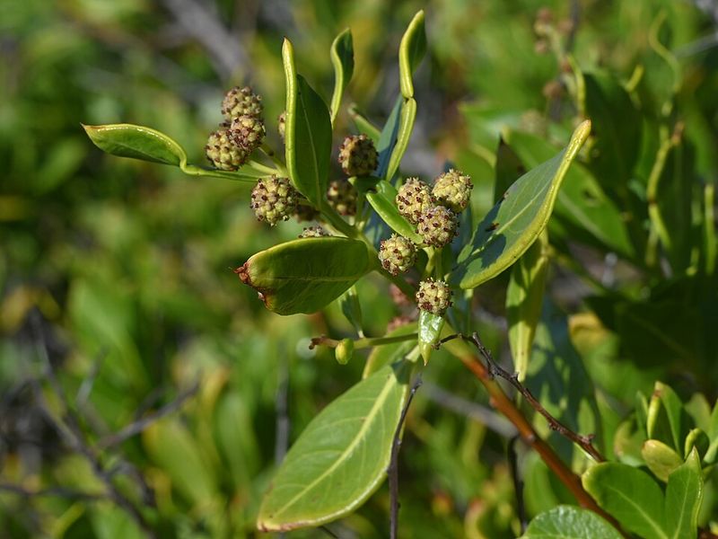 Silver Buttonwood (Conocarpus erectus)