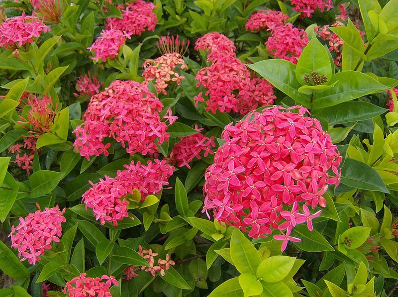 Ixora (Central And South Florida)