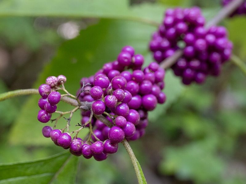 Beautyberry (Callicarpa americana)