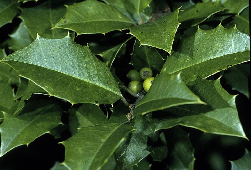 American Holly (Ilex opaca)