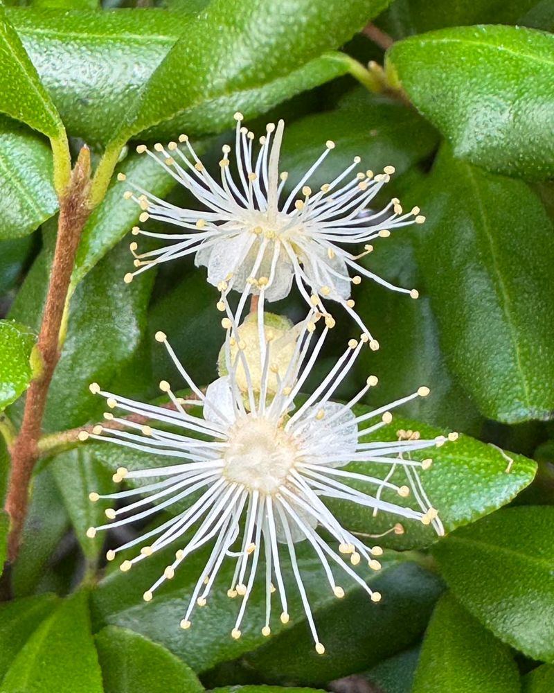 Simpson's Stopper (Tough Coastal Performer)