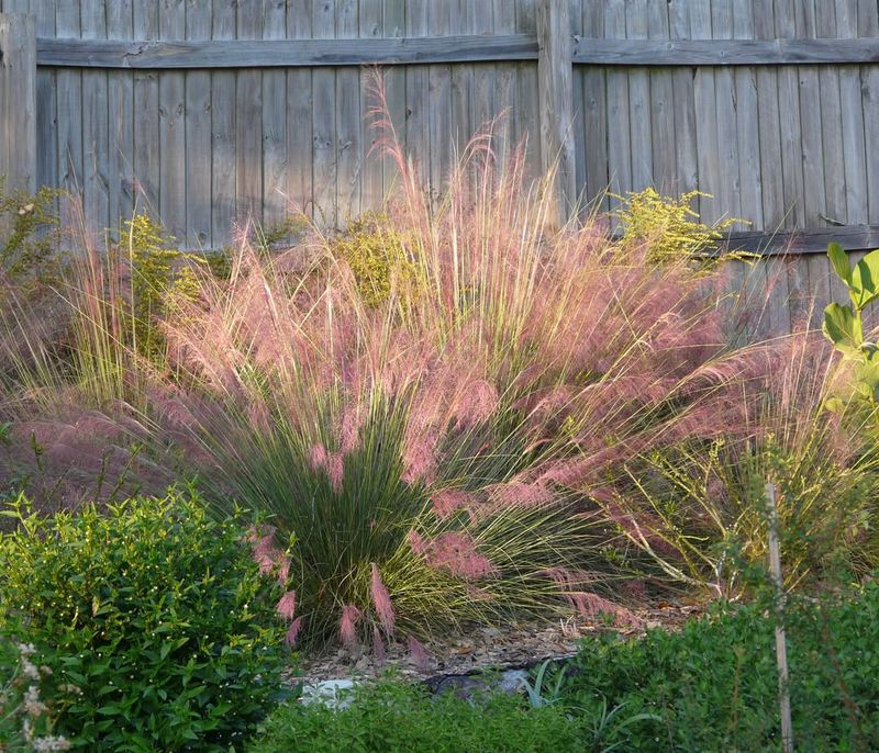 Muhly Grass Tolerates Seasonal Flooding