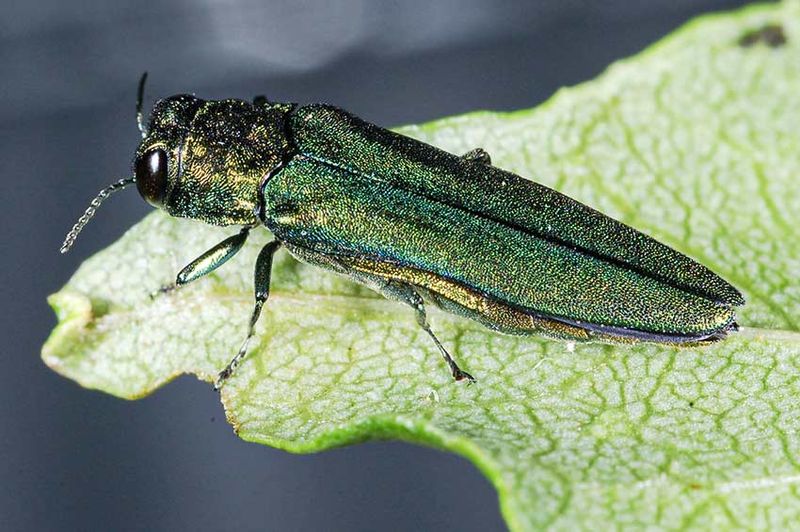 Birds Are Not Reliable Control Solutions