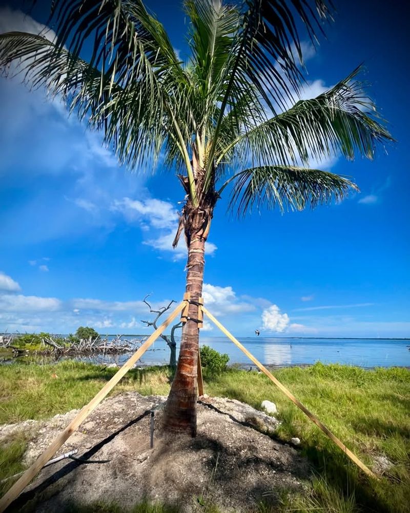 Install Temporary Support Stakes Or Bracing