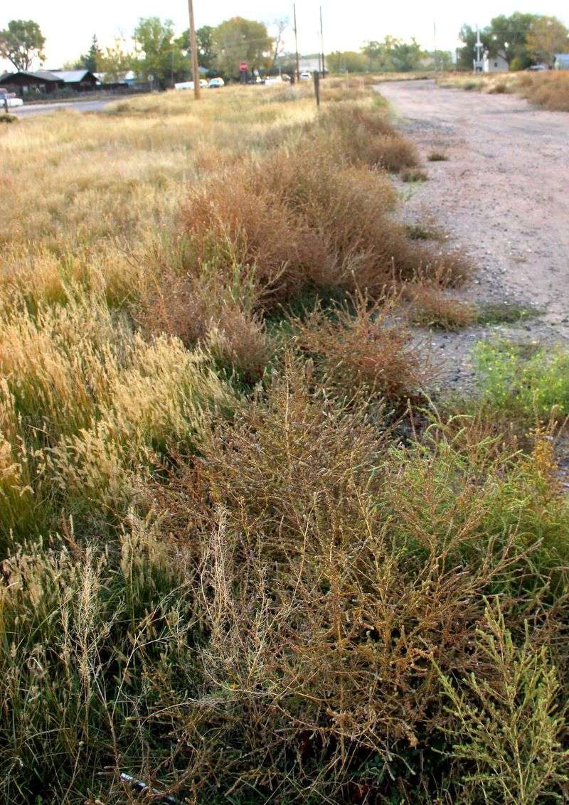 Remove Seed Sources From Nearby Lots And Open Areas