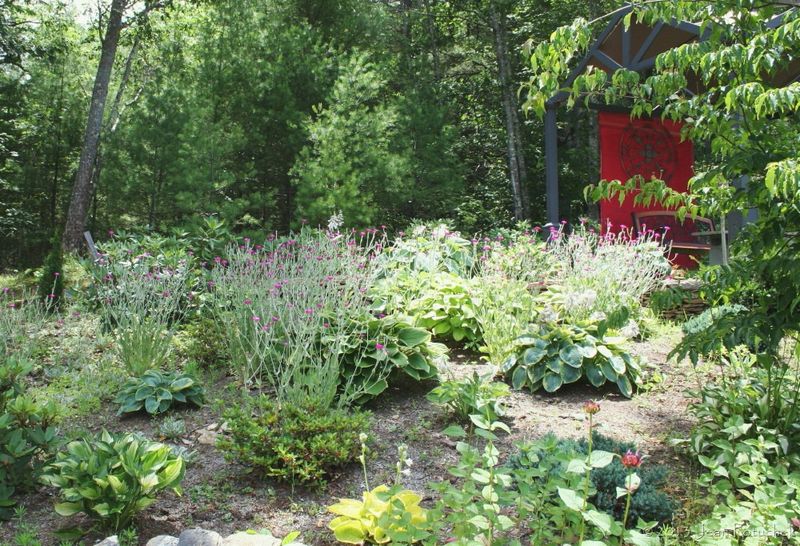 Planting Sun-Loving Plants In Shady Spots