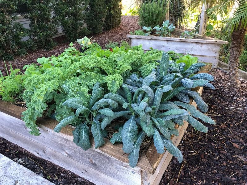 Versatile Kale For Nutritious Winter Meals