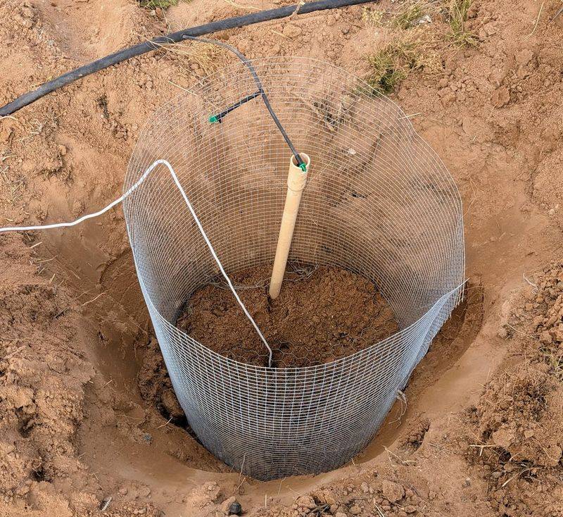 Plants In Gopher Baskets