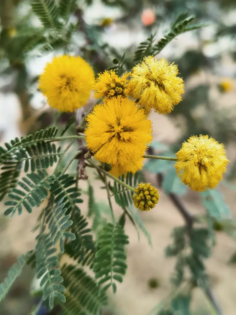 Sweet Acacia (Vachellia farnesiana)