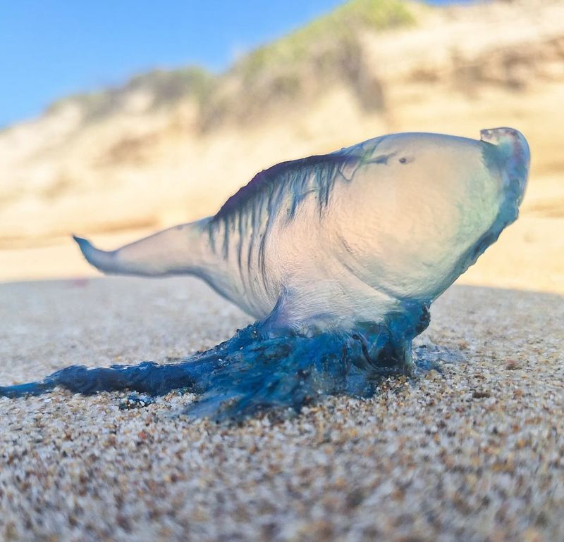 Portuguese Man-of-War