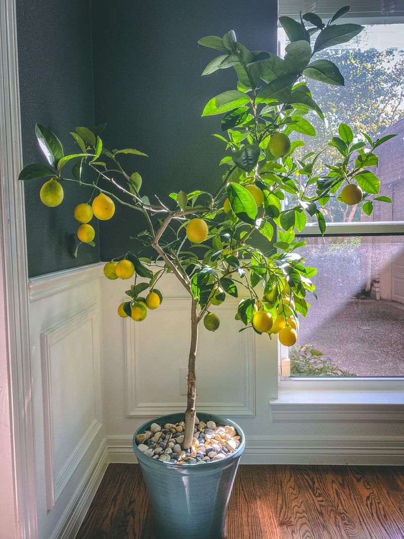 Why Meyer Lemons Adapt Well To Indoor Growing