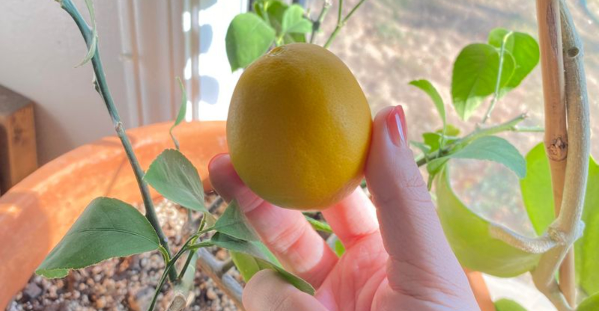 meyer lemon fruit indoors