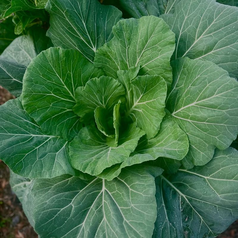 Why Leafy Greens Struggle In Florida Gardens