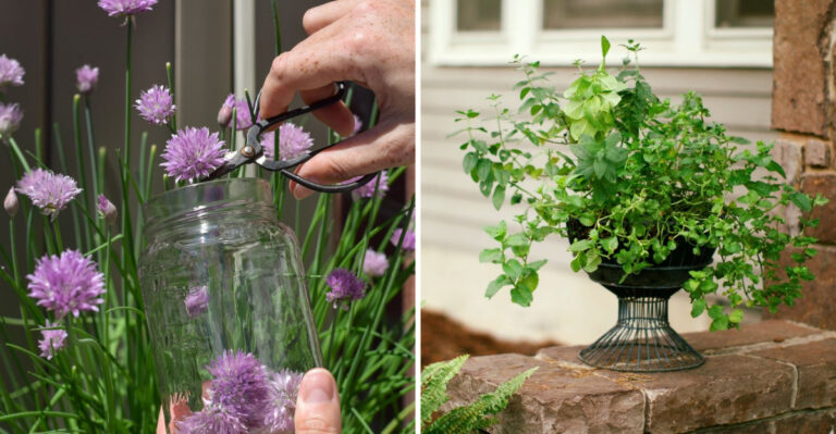 chives and mint herb