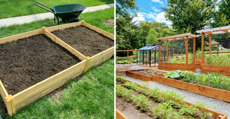 raised bed garden