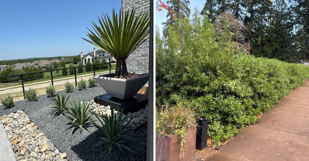 drought tolerant landscaping