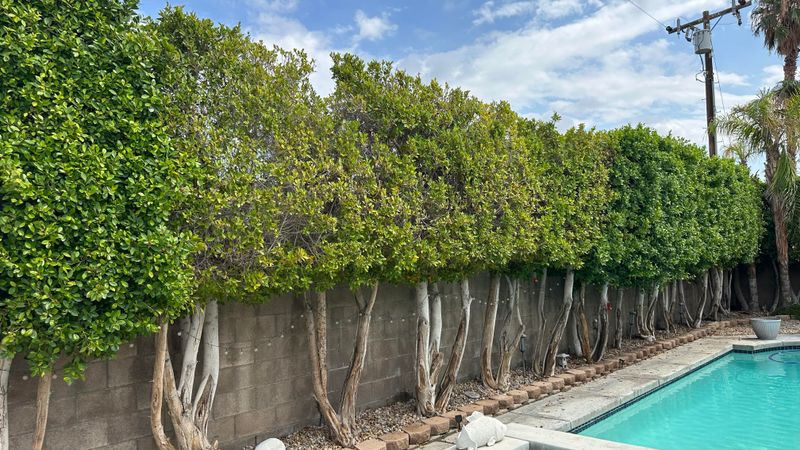 Plants That Demand More Than They Give