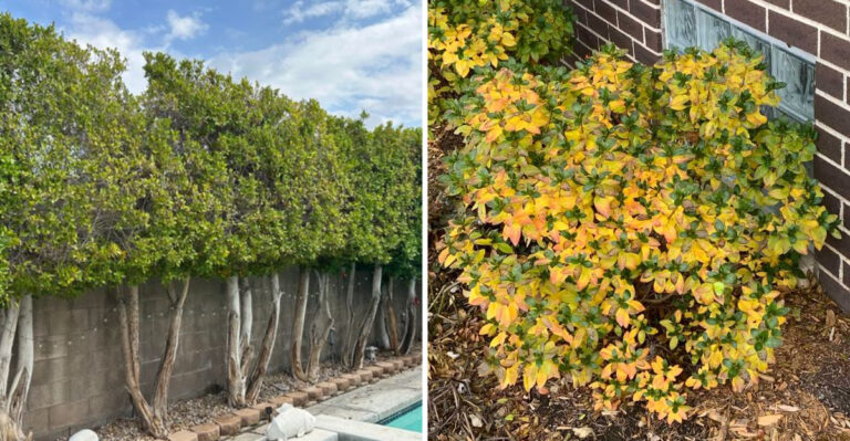 ficus hedge and azalea with yellowing leaves