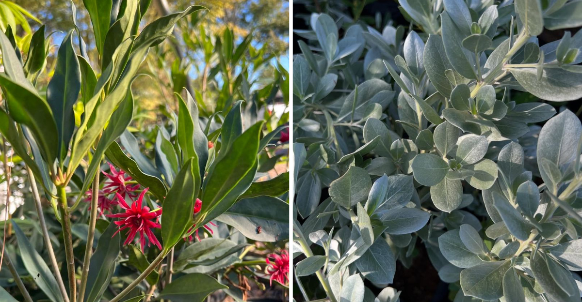 Florida Anise and Buttonwood
