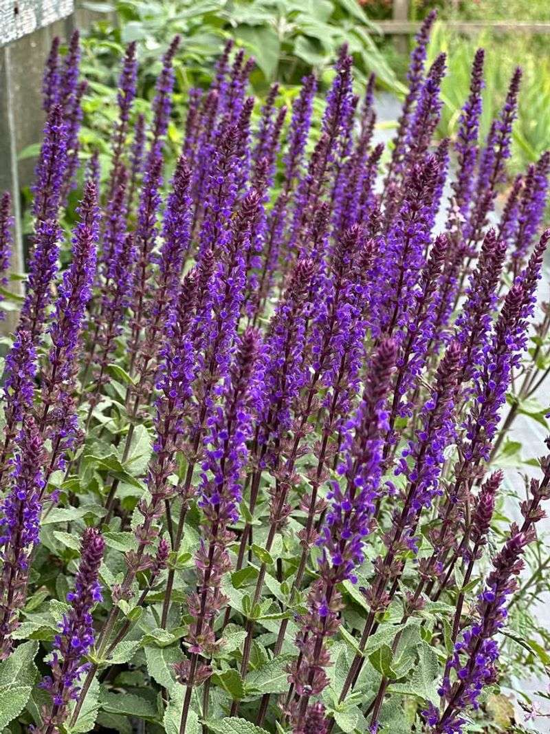 Salvia nemorosa