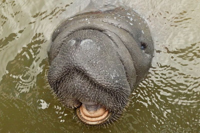 Manatees: Gentle Giants Of Florida Waters
