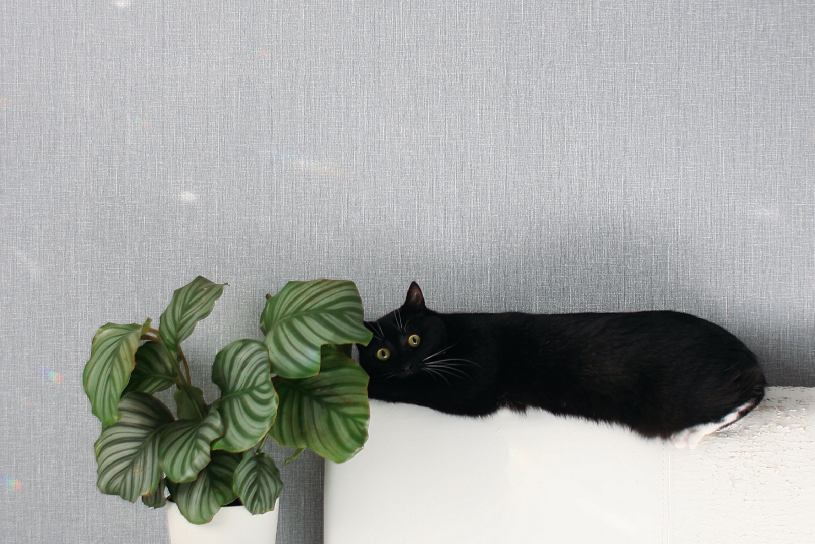 Florida Pet Owners Are Switching To These 13 Safe Houseplants