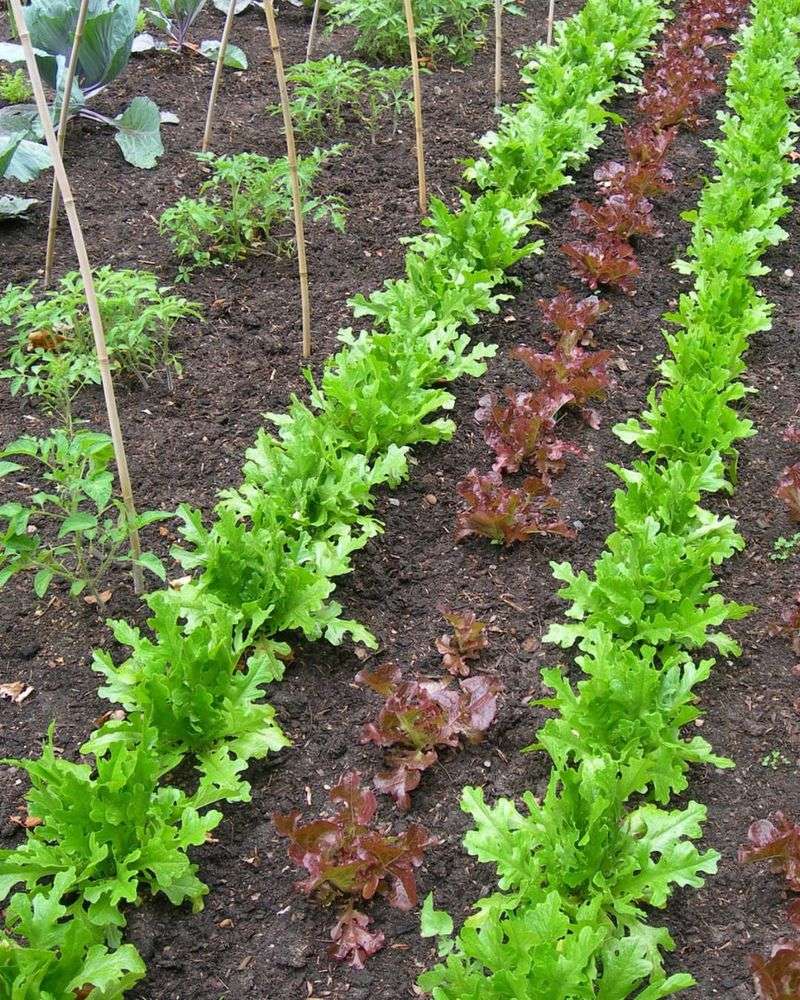 The Time Of Year Vegetables Truly Thrive Here