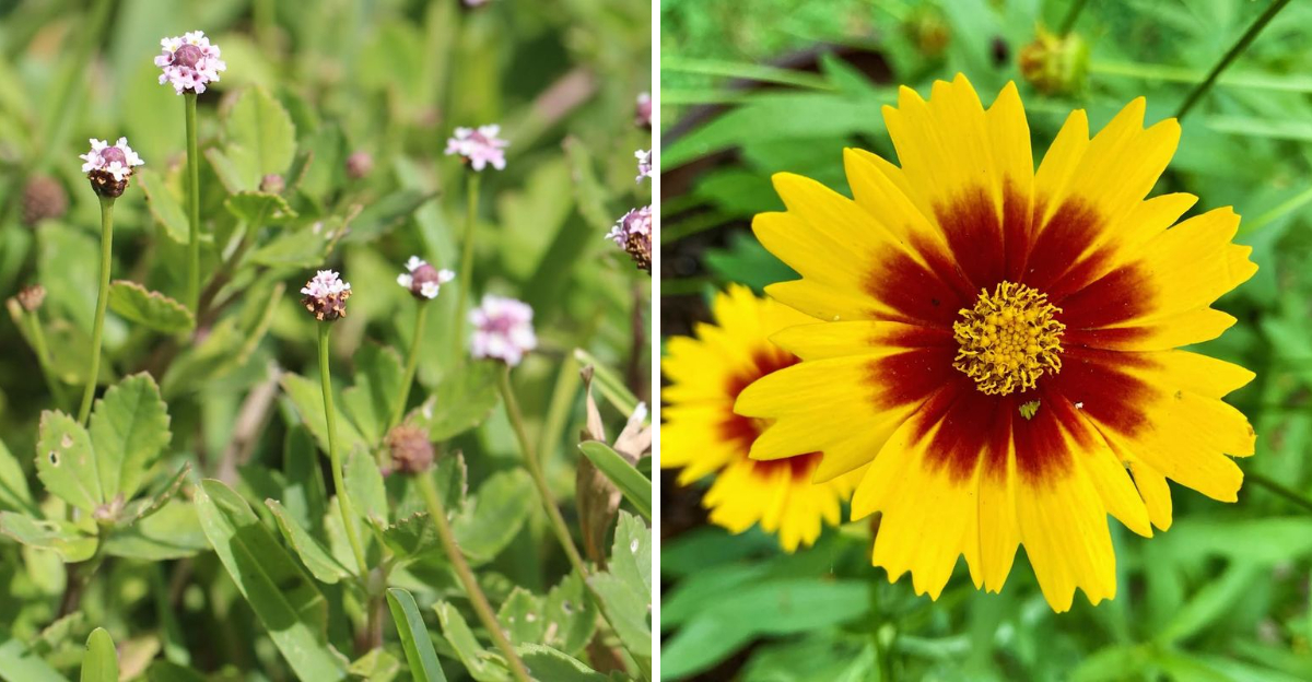 frogfruit and tickseed flower