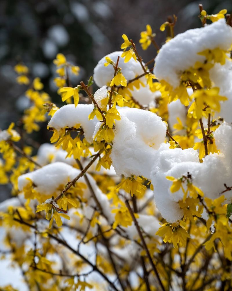 Frozen Ground Prevents Soil Compaction Around Roots