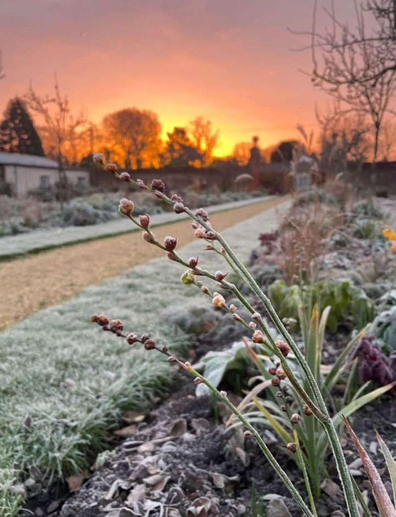 Winter Pruning Eliminates Spring Flower Display