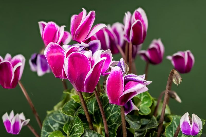 Cyclamen