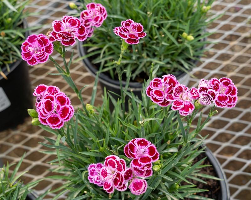 Dianthus