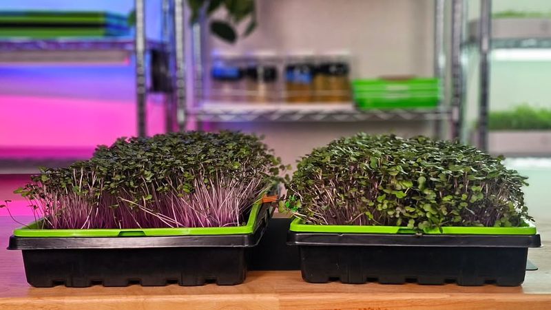 Microgreens Tray