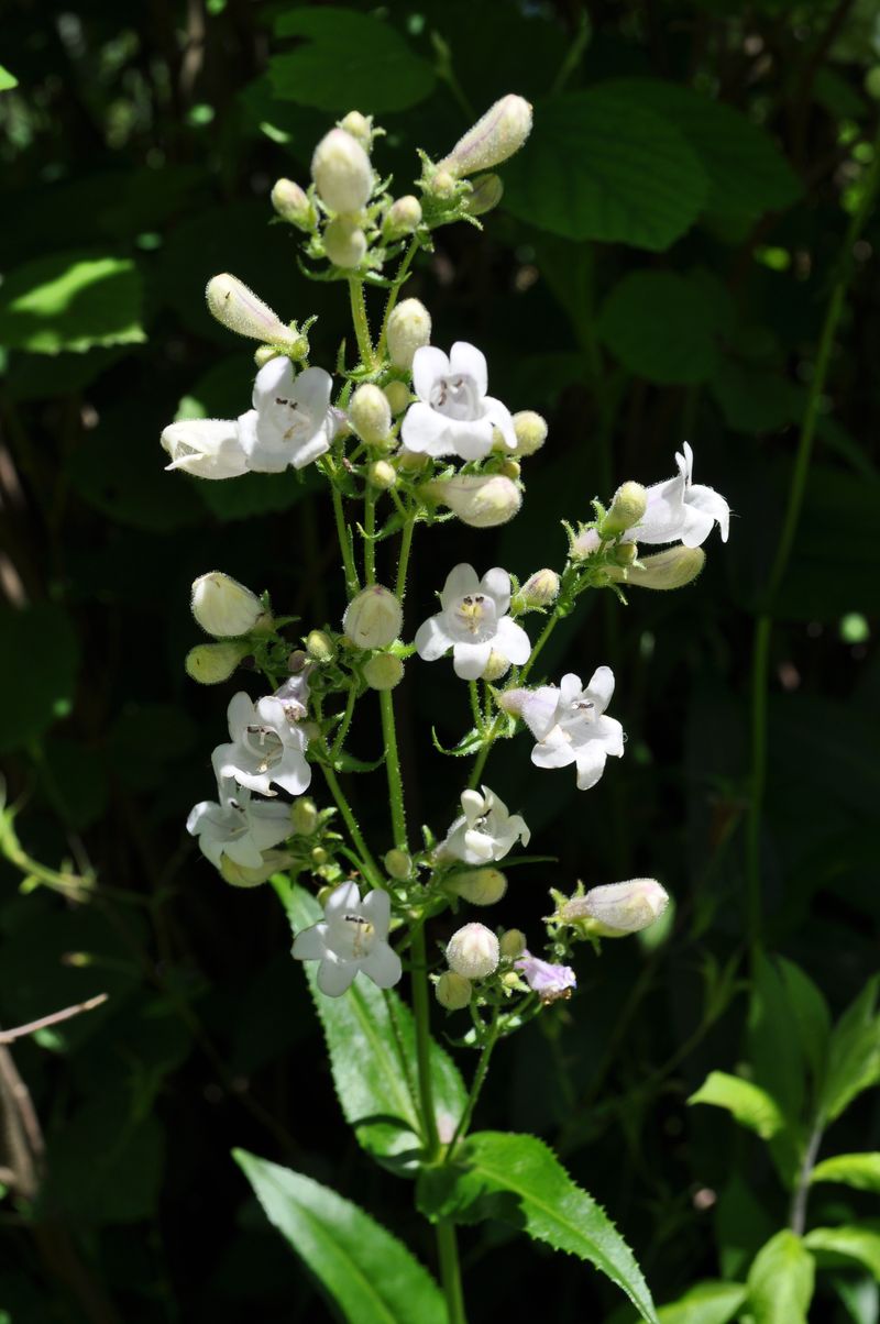 Smooth Penstemon