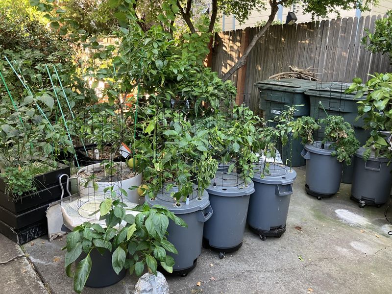 Midday Wilting Can Mean Sun Stress, Not Water Issues